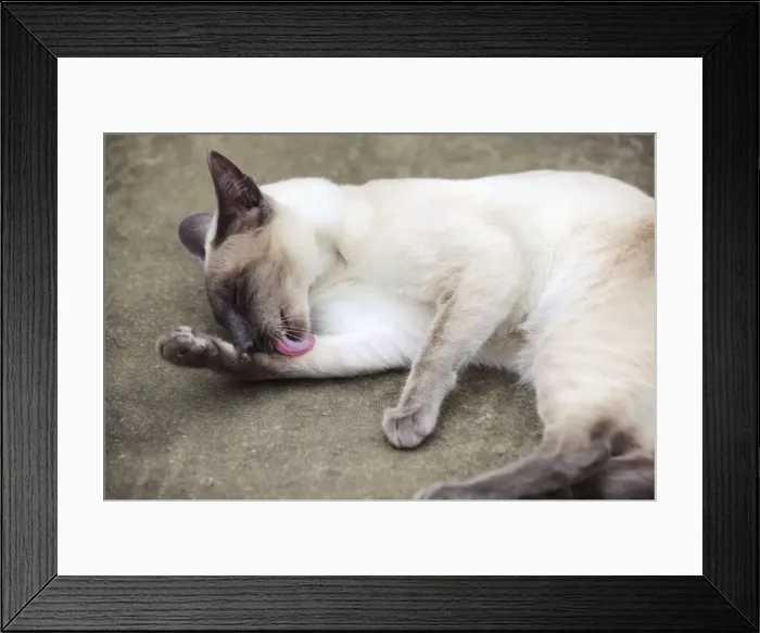 Framed Print : CAT. Blue point siamese cat lying on the ground licking its leg Framed Print : CAT. Blue point siamese cat lying on the ground licking its leg