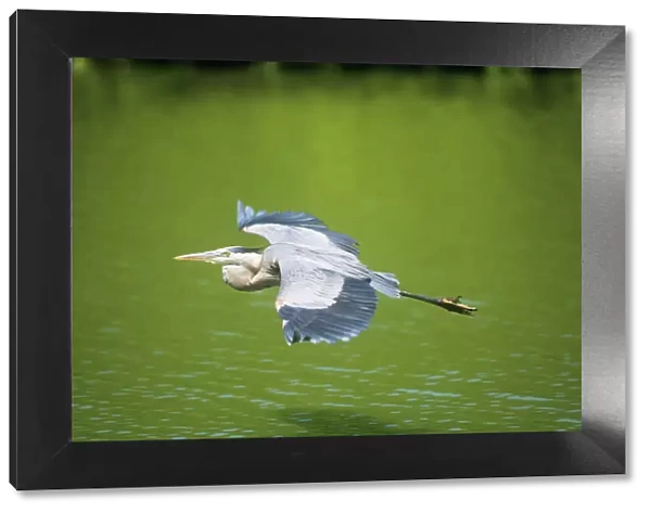 Great Blue Heron - in flight - Venice Rookery Florida USA