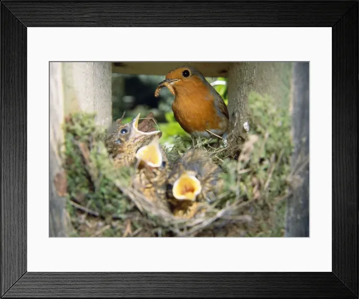 Framed Print : Robin - feeding young in nest Framed Print : Robin - feeding young in nest