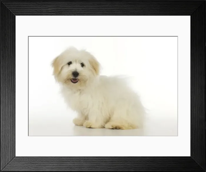 Framed Print : Dog - Coton de Tulear - sitting down Framed Print : Dog - Coton de Tulear - sitting down
