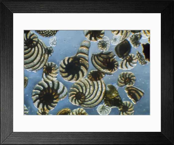 Framed Print : Protozoa E. Mediterranean Framed Print : Protozoa E. Mediterranean