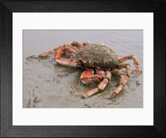 Framed Print : Spiney Spider Crab Gower Coast, South Wales Framed Print : Spiney Spider Crab Gower Coast, South Wales