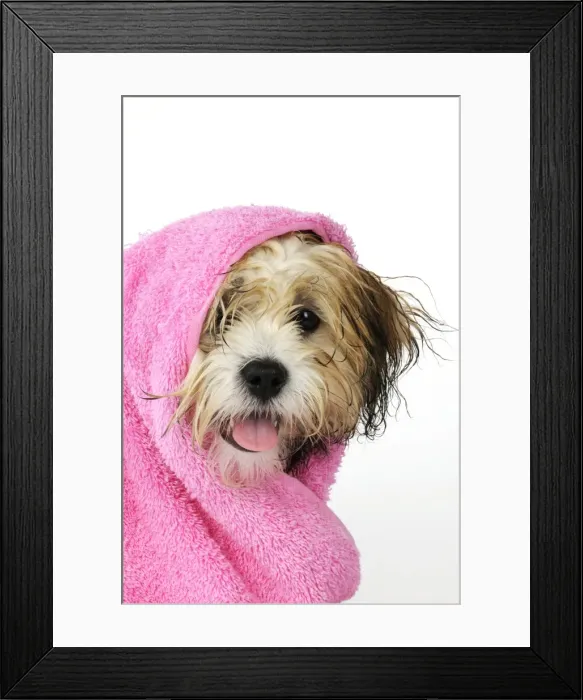Framed Print : Teddy Bear dog - wet, wrapped in a towel Framed Print : Teddy Bear dog - wet, wrapped in a towel