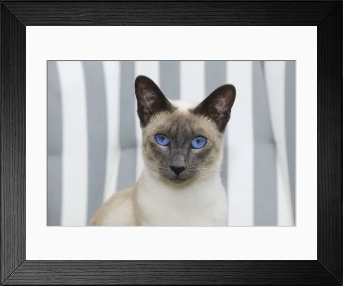 Framed Print : CAT. Blue point siamese cat sitting in a garden chair (head shot) Framed Print : CAT. Blue point siamese cat sitting in a garden chair (head shot)