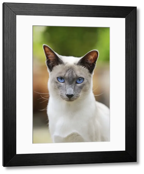 Framed Print : CAT. Blue point siamese cat standing in the garden Framed Print : CAT. Blue point siamese cat standing in the garden