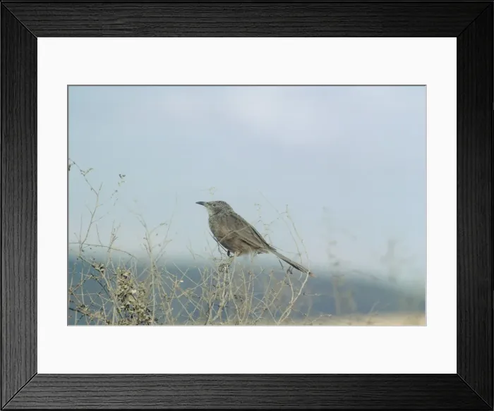 Framed Print : Arabian Babbler - perched at the top of a bush - Israel Framed Print : Arabian Babbler - perched at the top of a bush - Israel
