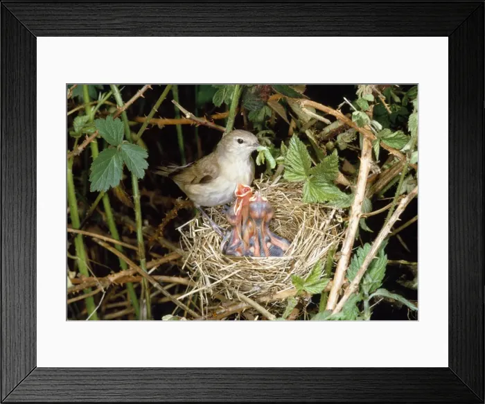 Framed Print : Garden Warbler - at nest feeding young Framed Print : Garden Warbler - at nest feeding young