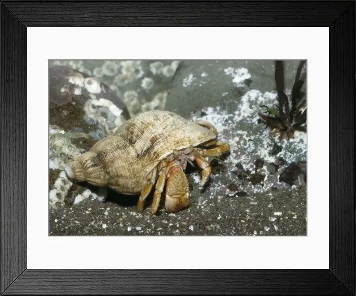 Framed Print : Hermit Crab UK Framed Print : Hermit Crab UK