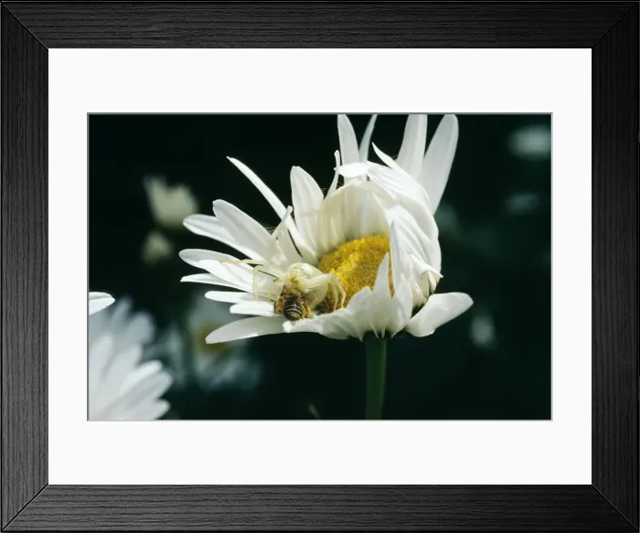 Framed Print : Crab Spider Framed Print : Crab Spider