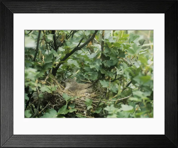 Framed Print : Barred Warbler - adult on the nest