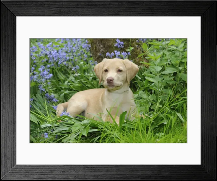 Framed Print : Dog - Fox Red Labrador - puppy sitting in garden Framed Print : Dog - Fox Red Labrador - puppy sitting in garden