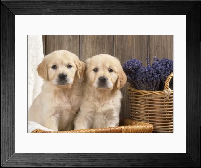Framed Print : Golden Retriever Dog - puppies with lavendar & lace Framed Print : Golden Retriever Dog - puppies with lavendar & lace