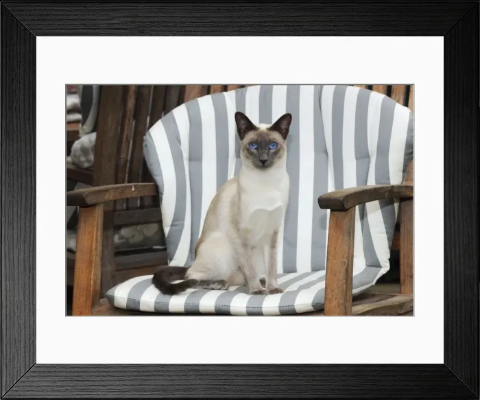 Framed Print : CAT. Blue point siamese cat sitting in a garden chair Framed Print : CAT. Blue point siamese cat sitting in a garden chair