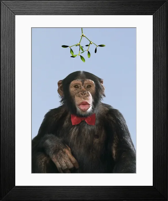 Framed Print : Chimpanzee - showing lips kissing under mistletoe with bow tie. Digital Manipulation: Mistletoe USH. Bow tie JD Framed Print : Chimpanzee - showing lips kissing under mistletoe with bow tie. Digital Manipulation: Mistletoe USH. Bow tie JD