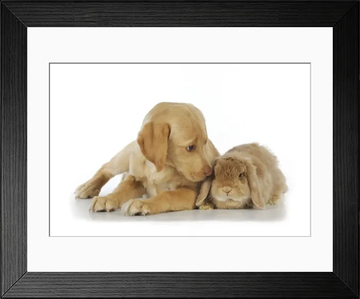 Framed Print : Dog - Fox Red Labrador - puppy sitting next to Miniature Lop Eared Rabbit Framed Print : Dog - Fox Red Labrador - puppy sitting next to Miniature Lop Eared Rabbit