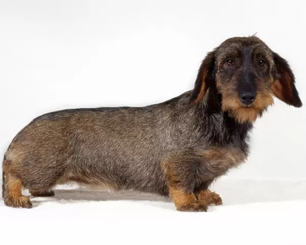 Standard Wire-haired Dachshund Dog