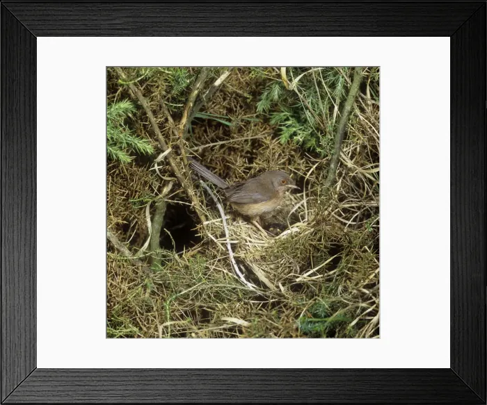 Framed Print : Dartford Warbler - female at nest Framed Print : Dartford Warbler - female at nest