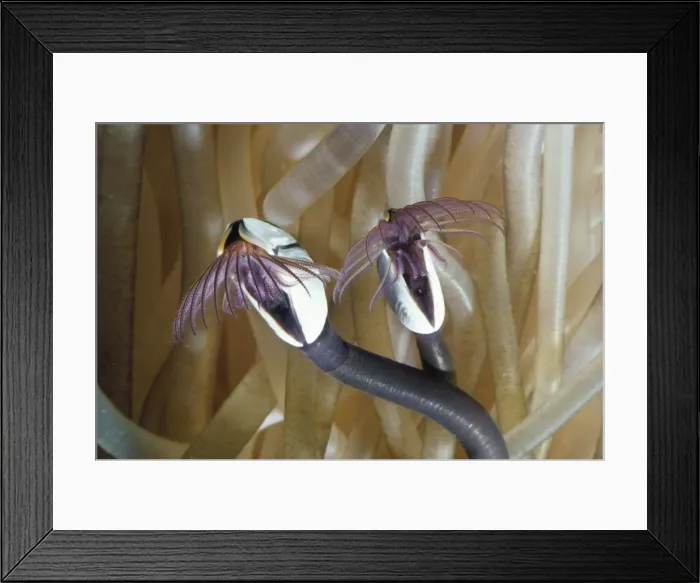 Framed Print : Common Goose Barnacle - an indicator species for sea acidity levels, which is increasing more rapidly than predicted & threatens many coral & larger barnacle species Framed Print : Common Goose Barnacle - an indicator species for sea acidity levels, which is increasing more rapidly than predicted & threatens many coral & larger barnacle species