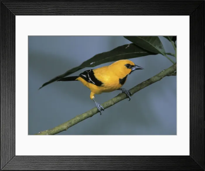 Framed Print : Yellow Oriole - perched on a branch - front view - Guyana Framed Print : Yellow Oriole - perched on a branch - front view - Guyana