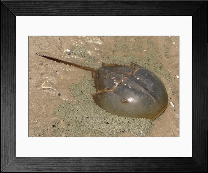 Framed Print : Atlantic Horseshoe Crab - laying eggs Reed's beach, New Jersey, USA Framed Print : Atlantic Horseshoe Crab - laying eggs Reed's beach, New Jersey, USA