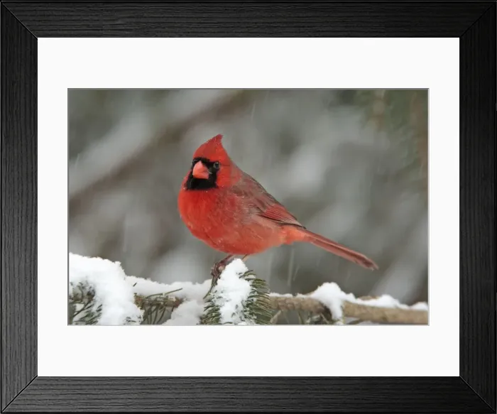 Framed Print : Northern Cardinal - male in the snow. Dec in CT - USA Framed Print : Northern Cardinal - male in the snow. Dec in CT - USA