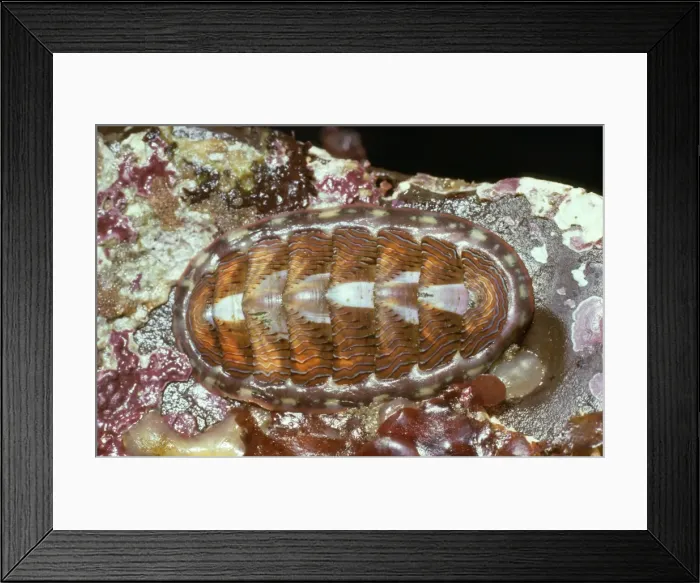 Framed Print : Lined Chiton Moss Beach, California, USA Framed Print : Lined Chiton Moss Beach, California, USA
