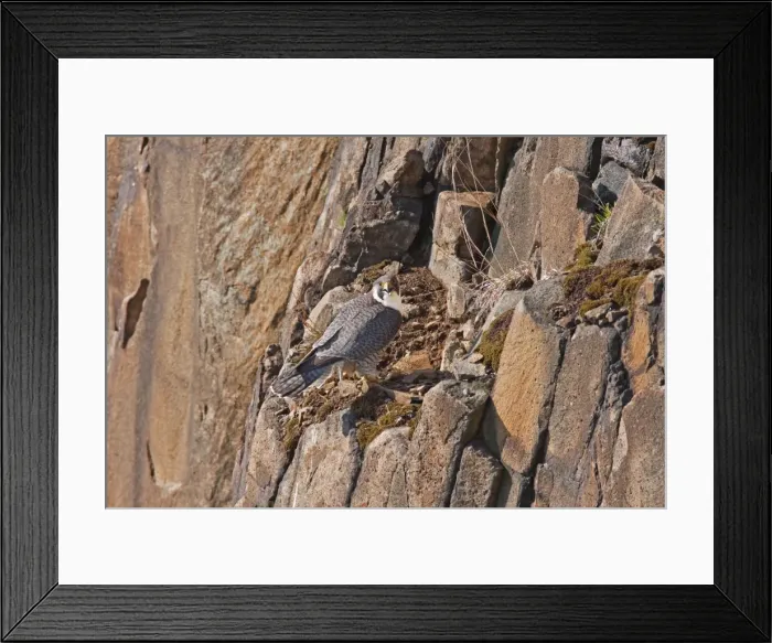 Framed Print : Peregrine Falcon - adult on rock face - April - Connecticut - USA Framed Print : Peregrine Falcon - adult on rock face - April - Connecticut - USA