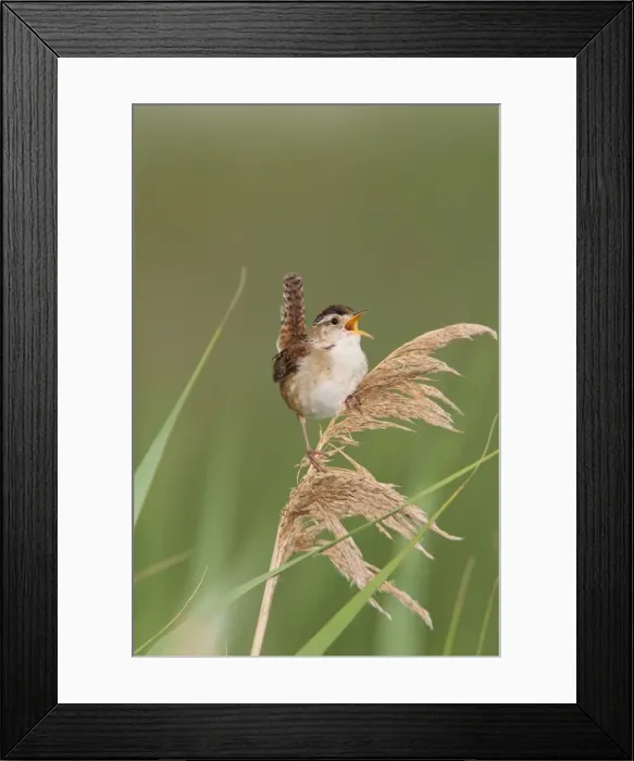 Framed Print : Marsh Wren - holding on to reeds singing - Stratford - CT USA in June Framed Print : Marsh Wren - holding on to reeds singing - Stratford - CT USA in June