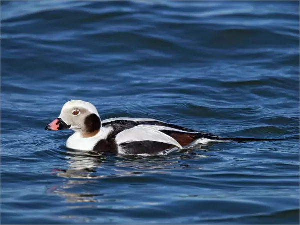 Long-tailed Duck - in water - February - Barnegat Light - New Jersey - USA