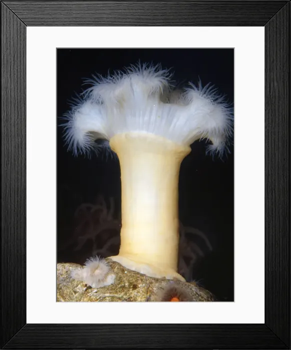 Framed Print : White-plumed Anemone Alaska to California Framed Print : White-plumed Anemone Alaska to California