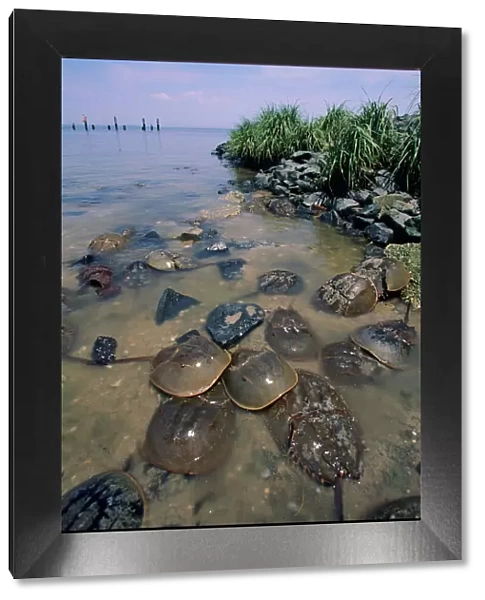 Horseshoe Crab Reeds Beach, New Jersey, USA