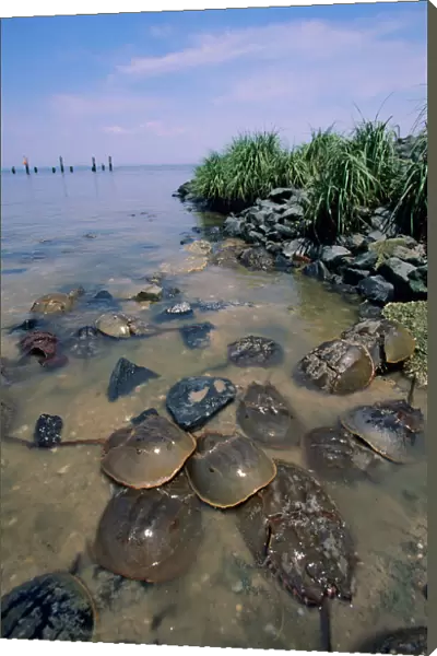 Horseshoe Crab Reeds Beach, New Jersey, USA
