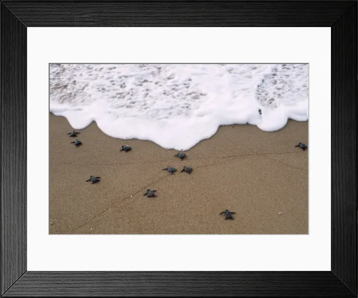 Framed Print : Olive Ridley Turtle - hatchlings - Orissa Coast - India Framed Print : Olive Ridley Turtle - hatchlings - Orissa Coast - India