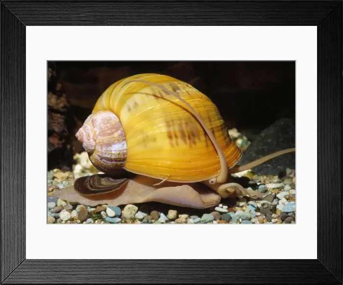 Framed Print : Apple Snail - freshwater Southeast Asia, India, Africa Framed Print : Apple Snail - freshwater Southeast Asia, India, Africa
