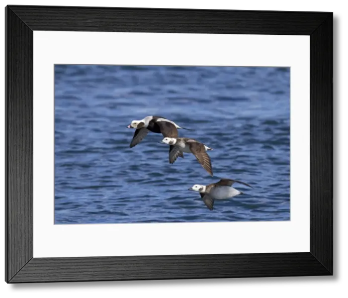 Framed Print : Long-tailed Duck - in flight - February - Barnegat Light - New Jersey - USA Framed Print : Long-tailed Duck - in flight - February - Barnegat Light - New Jersey - USA