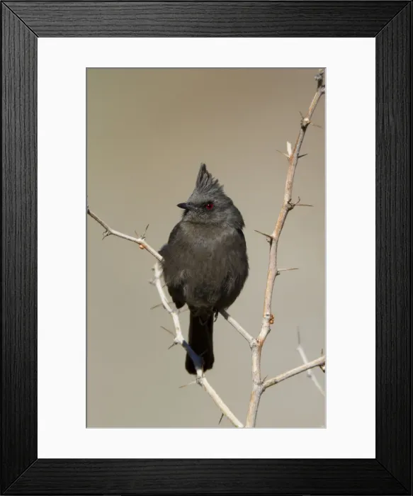 Framed Print : Phainopepla - female - january - Anza Borrego Desert - California - USA Framed Print : Phainopepla - female - january - Anza Borrego Desert - California - USA