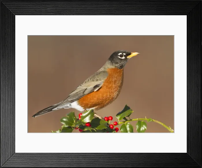 Framed Print : American Robin - with holly berries in winter. January in Connecticut, USA Framed Print : American Robin - with holly berries in winter. January in Connecticut, USA