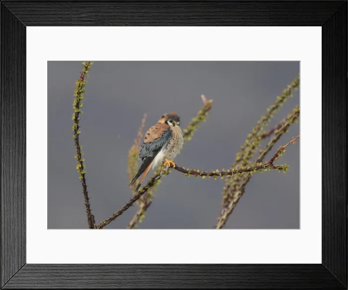 Framed Print : American Kestrel - male. Light rain. Anza Borrego Desert in January. California, USA Framed Print : American Kestrel - male. Light rain. Anza Borrego Desert in January. California, USA