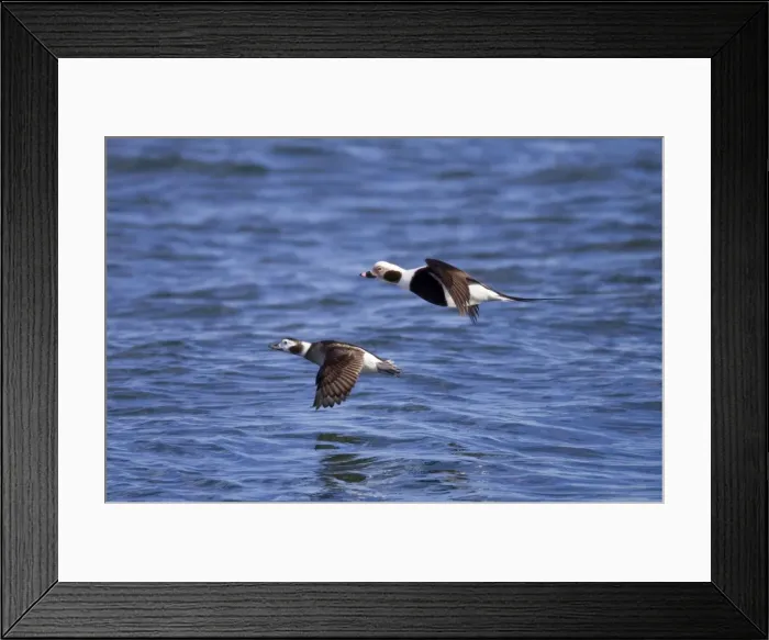 Framed Print : Long-tailed Duck - pair in flight - February - Barnegat Light - New Jersey - USA Framed Print : Long-tailed Duck - pair in flight - February - Barnegat Light - New Jersey - USA