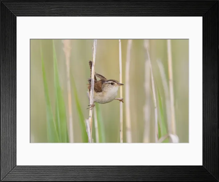 Framed Print : Marsh Wren - holding on to reeds - CT USA in June Framed Print : Marsh Wren - holding on to reeds - CT USA in June