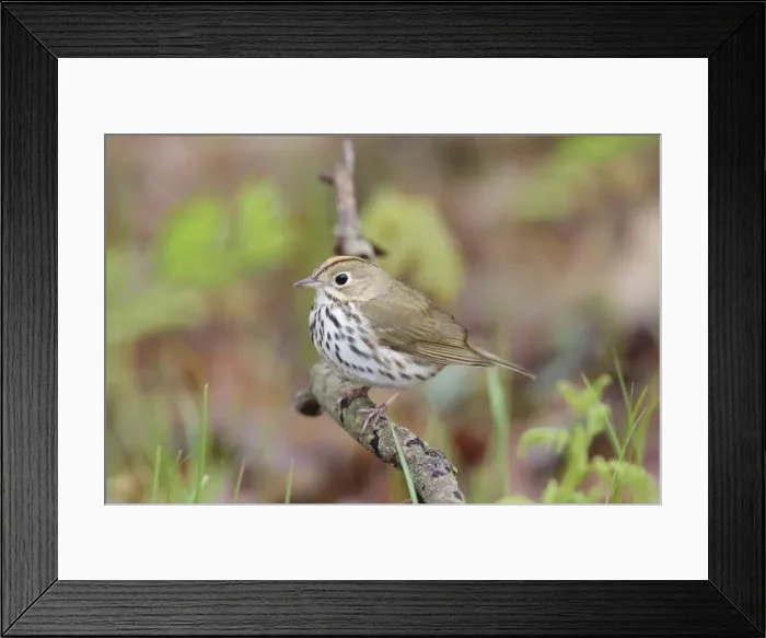 Framed Print : Ovenbird - Connecitcut in Spring. USA Framed Print : Ovenbird - Connecitcut in Spring. USA
