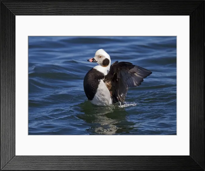 Framed Print : Long-tailed Duck - in water stretching wings - February - Barnegat Light - New Jersey - USA Framed Print : Long-tailed Duck - in water stretching wings - February - Barnegat Light - New Jersey - USA