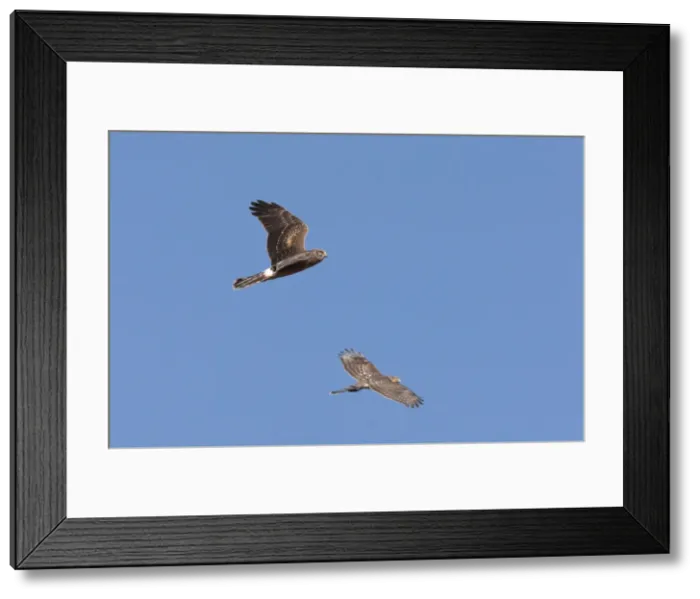 Framed Print : Northern Harrier - immature in flight - with immature Cooper's Hawk in flight. CT in fall migration. October. USA Framed Print : Northern Harrier - immature in flight - with immature Cooper's Hawk in flight. CT in fall migration. October. USA