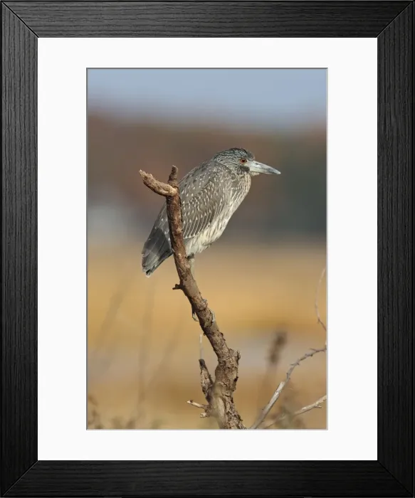 Framed Print : Yellow-crowned Night Heron - immature plumage - perched on branch - CT - October - USA Framed Print : Yellow-crowned Night Heron - immature plumage - perched on branch - CT - October - USA