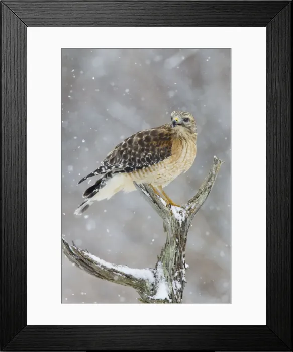 Framed Print : Red-shouldered Hawk - adult pale male in snow - January -CT - USA Framed Print : Red-shouldered Hawk - adult pale male in snow - January -CT - USA
