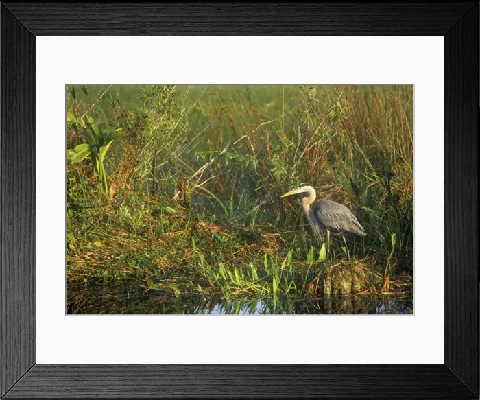 Framed Print : Great Blue Heron - in natural habitat - Everglades National Park USA Framed Print : Great Blue Heron - in natural habitat - Everglades National Park USA