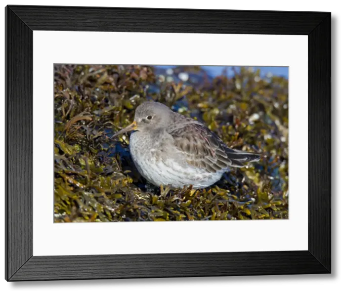 Framed Print : Purple Sandpiper - February - Barnegat Light - New Jersey - USA Framed Print : Purple Sandpiper - February - Barnegat Light - New Jersey - USA