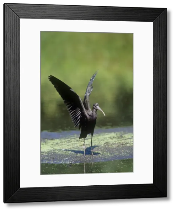 Framed Print : Glossy Ibis - juvenile displaying Framed Print : Glossy Ibis - juvenile displaying