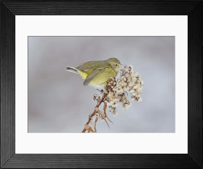 Framed Print : Orange-crowned Warbler in winter. January in CT, USA Framed Print : Orange-crowned Warbler in winter. January in CT, USA