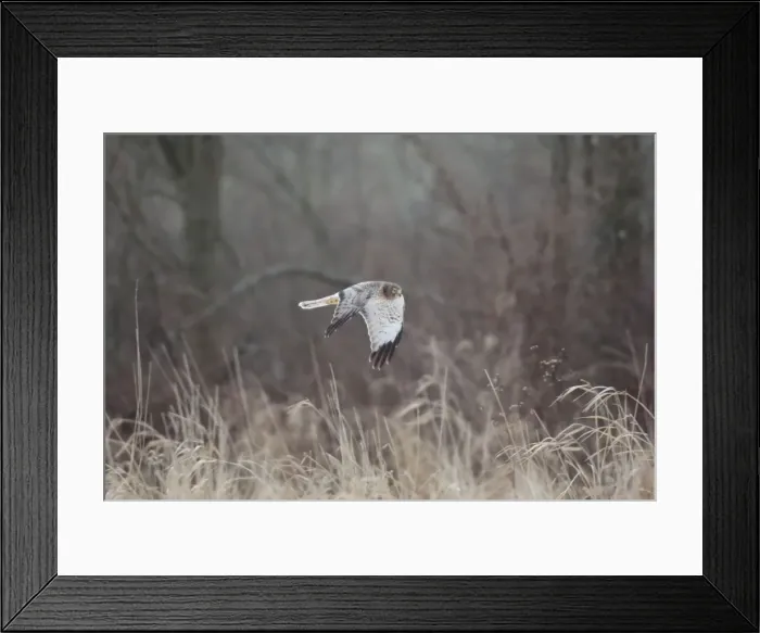 Framed Print : Northern Harrier - male in flight - January - Connecticut - USA Framed Print : Northern Harrier - male in flight - January - Connecticut - USA